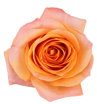 <h4>R Gr Coral Reef Orange 60cm CO</h4>