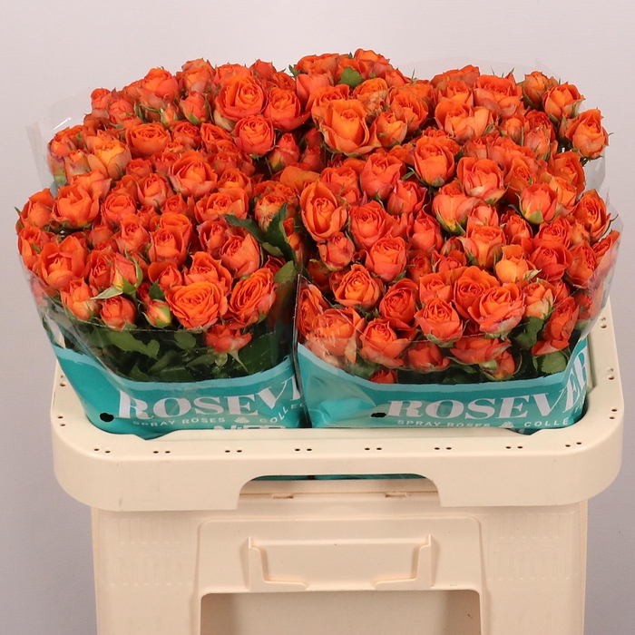 <h4>R TR DRAGON ROSEVER</h4>