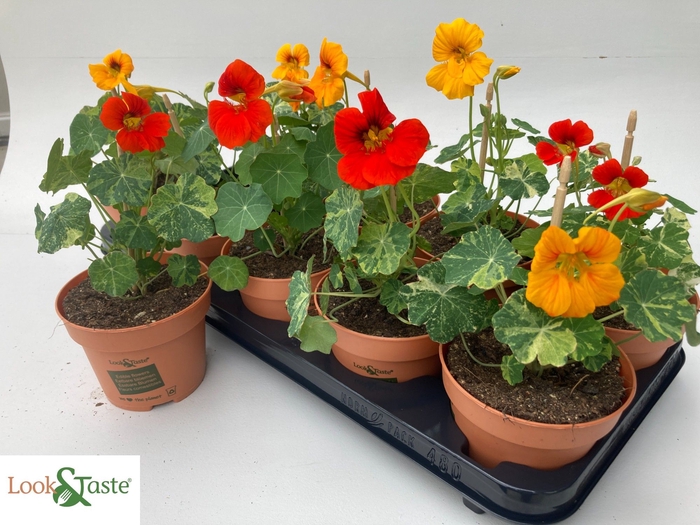 <h4>TROPAEOLUM MAJUS</h4>