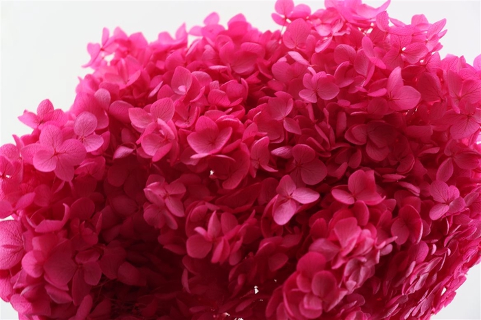 Pres Hydrangea Fuchsia Bunch