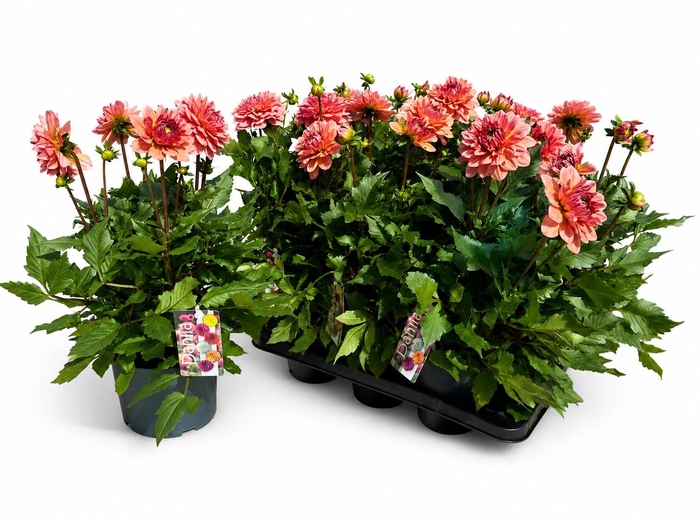 <h4>DAHL L GR CORAL</h4>
