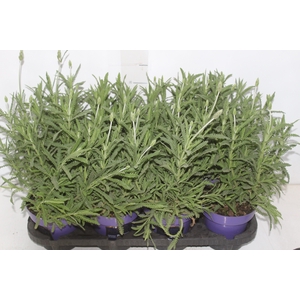 LAVANDULA ANGUSTIFOLIA P15