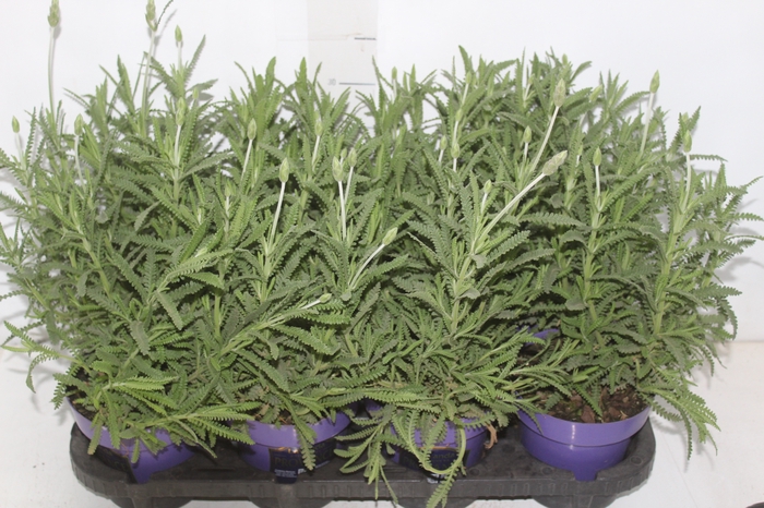 <h4>LAVANDULA ANGUSTIFOLIA P15</h4>