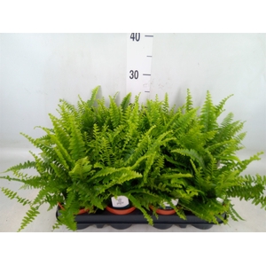 Nephrolepis exal. 'Green Lady'