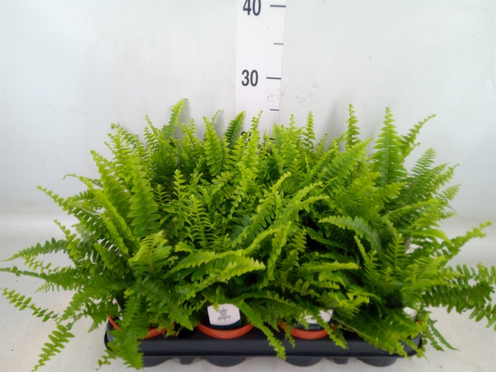 <h4>Nephrolepis exal. 'Green Lady'</h4>