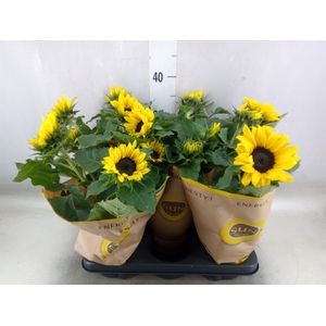 Helianthus an. 'Sunsation'