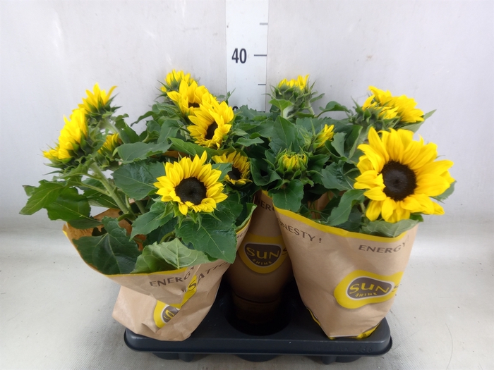 <h4>Helianthus an. 'Sunsation'</h4>