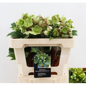 HELLEBORUS ARGUTIFOLIUS