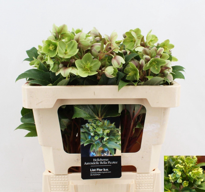 <h4>HELLEBORUS ARGUTIFOLIUS</h4>