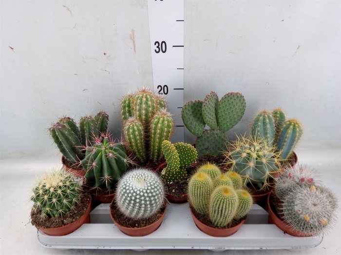 <h4>Cactus   ...mix</h4>