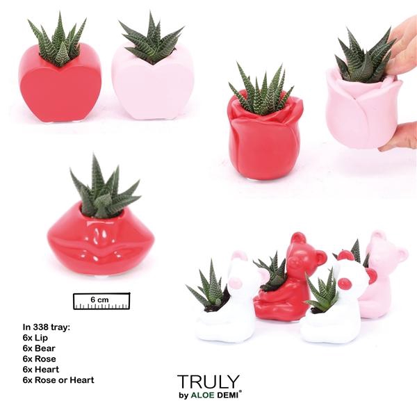 <h4>TRULY Succulent, Love mix mini</h4>