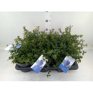 Ceanothus thyrsiflorus var. repens