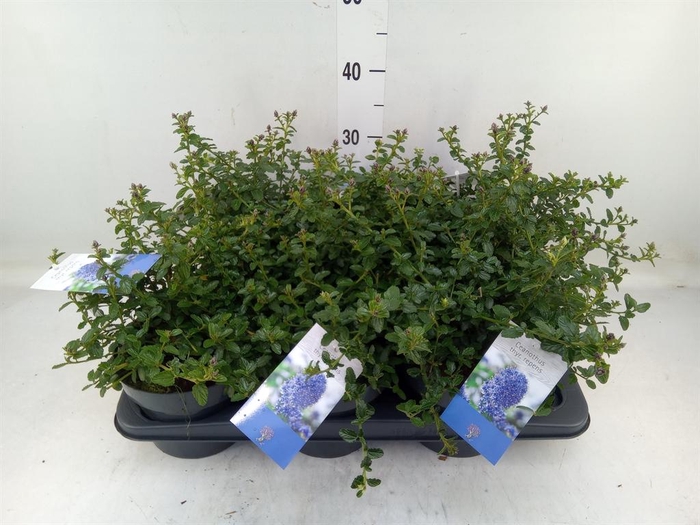 <h4>Ceanothus thyrsiflorus var. repens</h4>