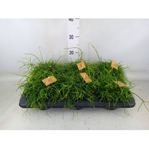 Rhipsalis   ...