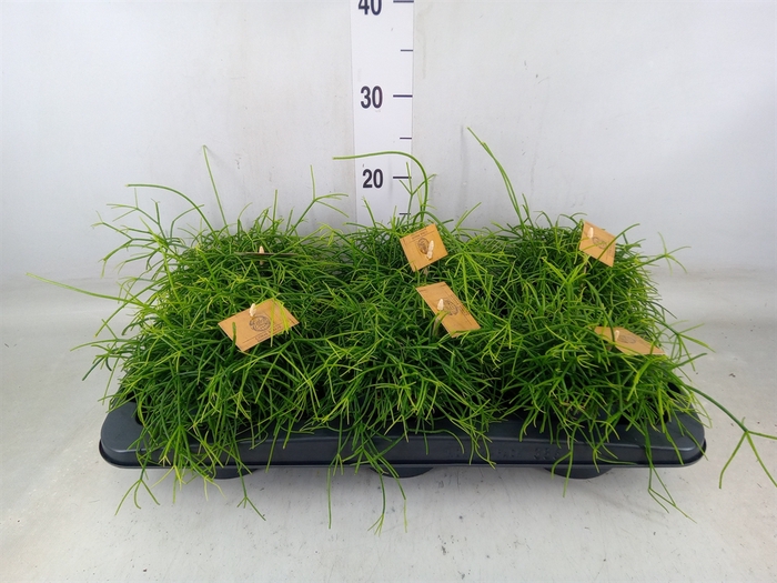 <h4>Rhipsalis   ...</h4>