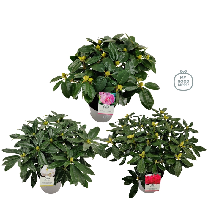 <h4>Rhododendron hybr. Mix C5 40-50</h4>