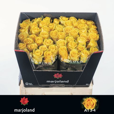 <h4>R Gr Penny Lane Marjoland 33</h4>