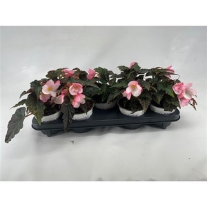 Begonia Apple Blossom Begonia