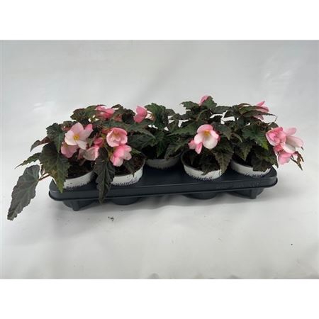 <h4>Begonia Apple Blossom Begonia</h4>