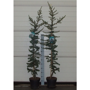 Cedrus libani 'Glauca' 140-160 P26 Full CC