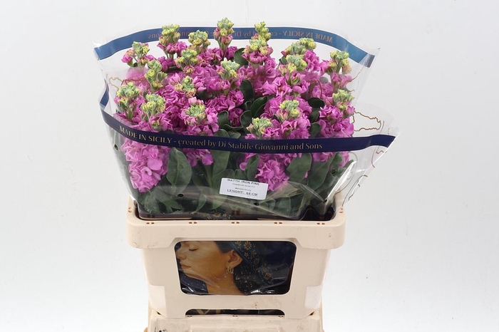 <h4>Matth Iron Pink</h4>