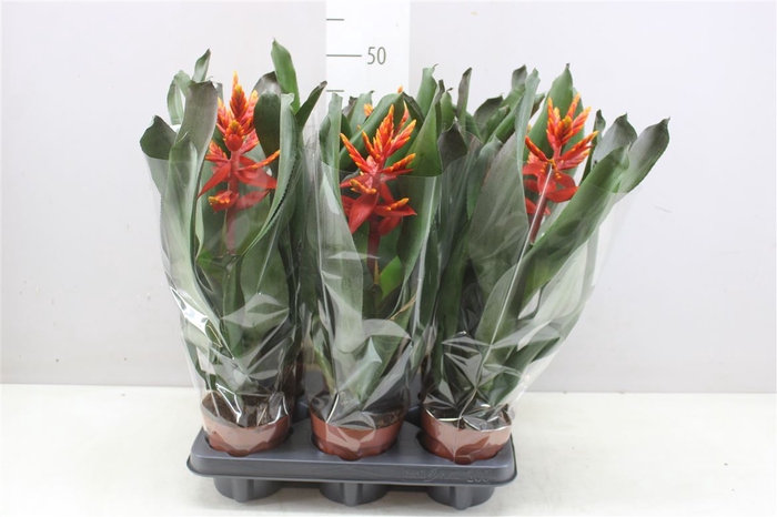 <h4>Aechmea Elegant Flame</h4>