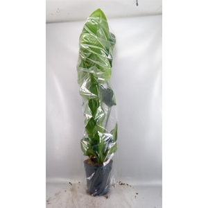 Strelitzia nicolai