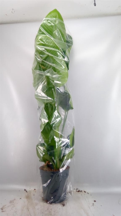 <h4>Strelitzia nicolai</h4>