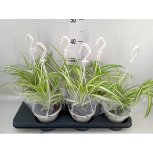 Chlorophytum com. 'Variegatum'