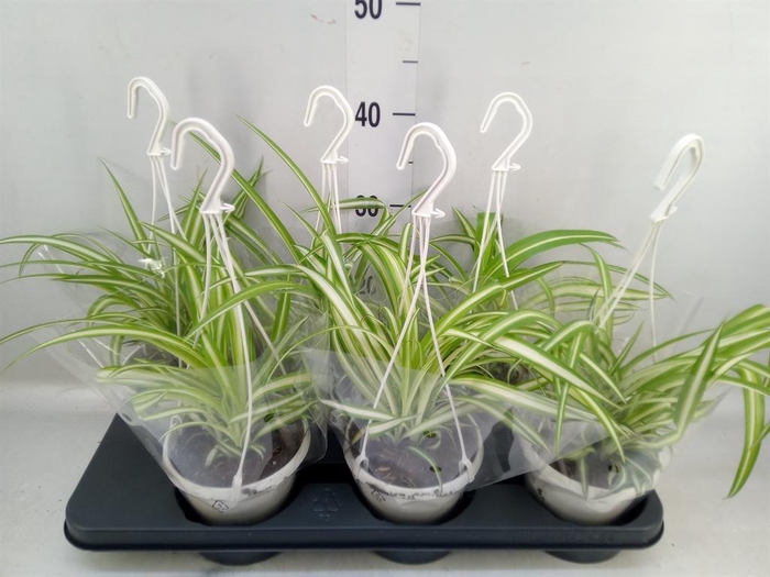 Chlorophytum com. 'Variegatum'