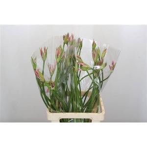 Nerine Amarine Emanuelle Artistiek