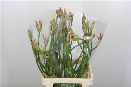 <h4>Nerine Amarine Emanuelle Artistiek</h4>