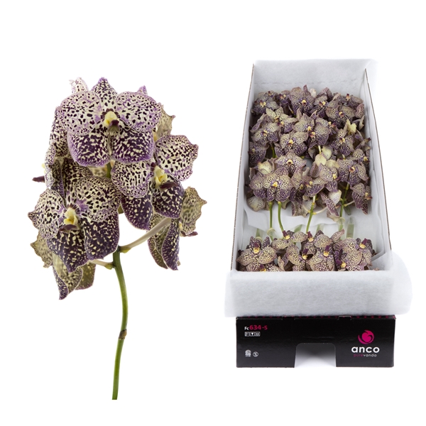 <h4>Vanda Ocelot Sangria x16</h4>