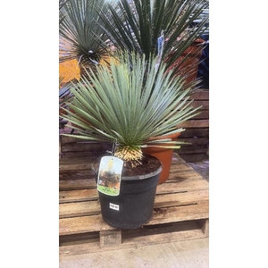 Yucca Rostrata 12ltr, Blue Swan