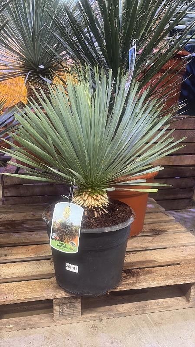 <h4>Yucca Rostrata 12ltr, Blue Swan</h4>