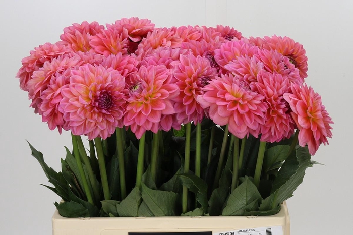 Dahlia Pink Runner