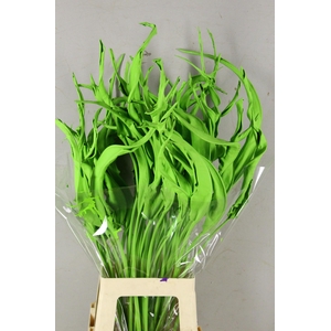DF Strelitzia Leaf Apple Green