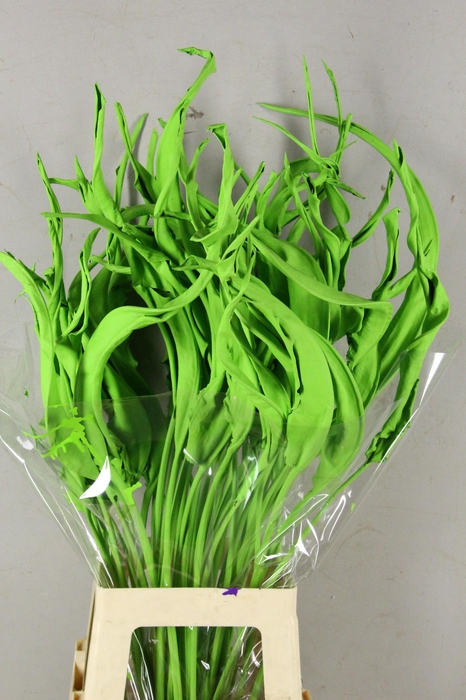 <h4>DF Strelitzia Leaf Apple Green</h4>