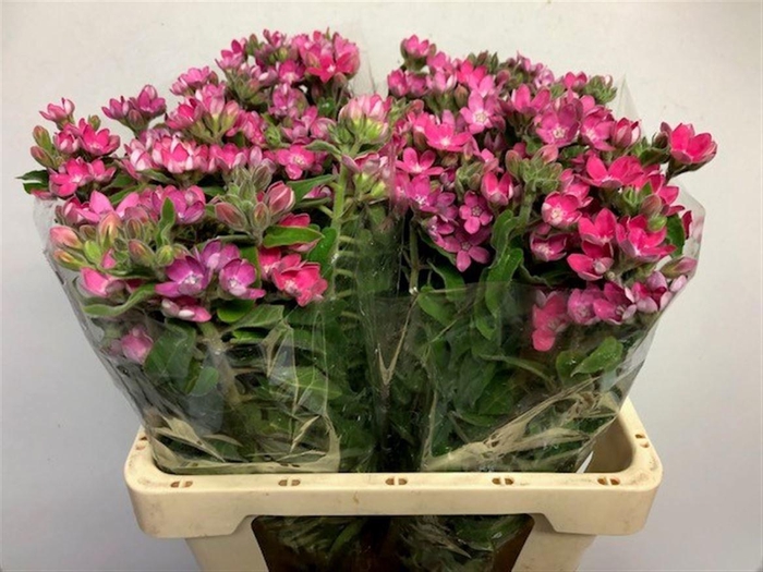 <h4>OXY CO PINK HARMONY</h4>