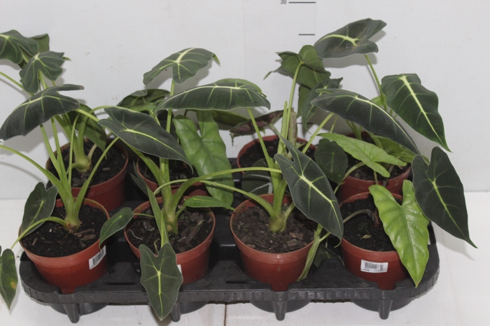 <h4>ALOCASIA P12</h4>