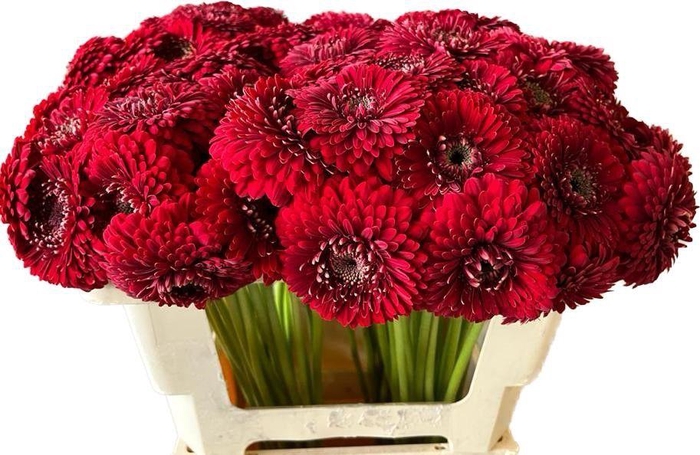 <h4>GE MB POM FLOYD</h4>