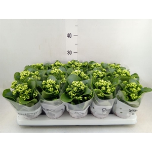 Kalanchoe  'RoseFlow Greta'