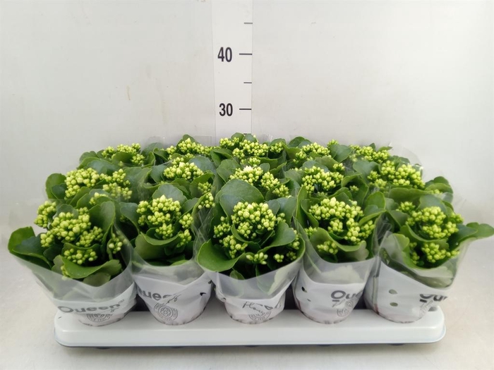 <h4>Kalanchoe  'RoseFlow Greta'</h4>