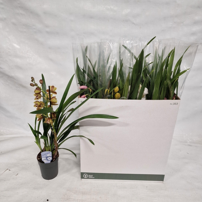 <h4>CYMB GEMENGD</h4>