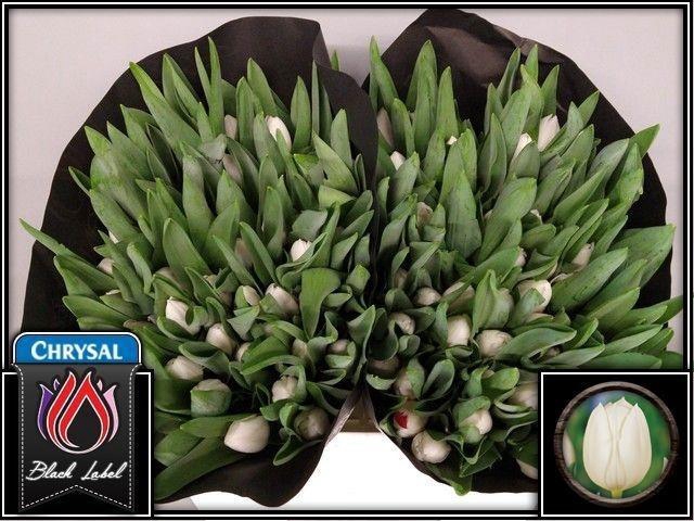 <h4>TU EN ROYAL VIRGIN</h4>