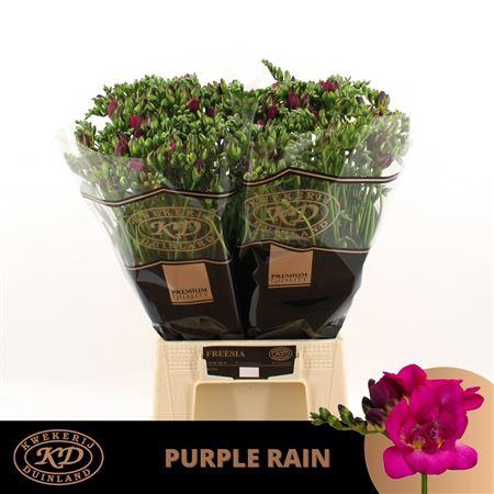 <h4>Freesia Du Purple Rain</h4>