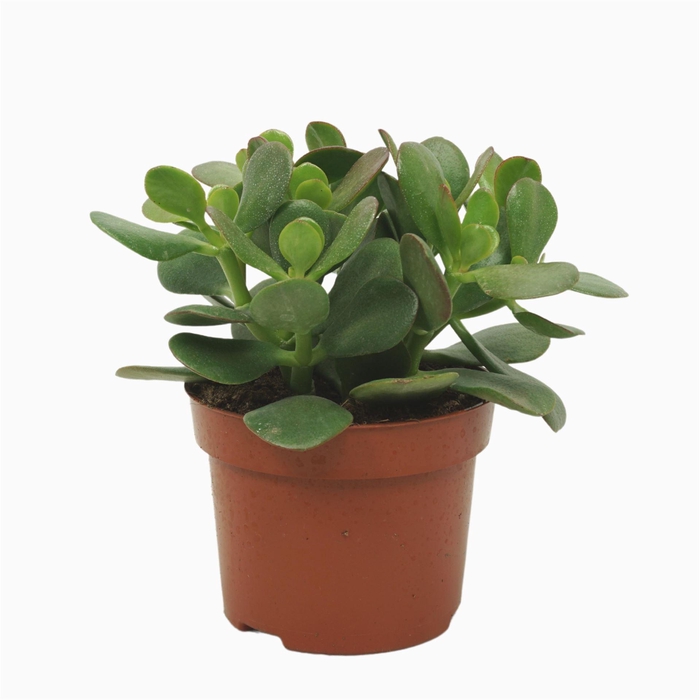 <h4>Crassula ovata</h4>