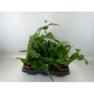 Microsorum musifolium 'Crocodyllus'