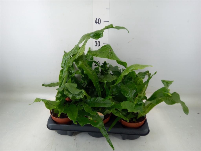 <h4>Microsorum musifolium 'Crocodyllus'</h4>