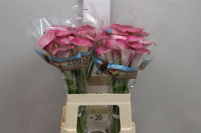 <h4>Zant Denver</h4>